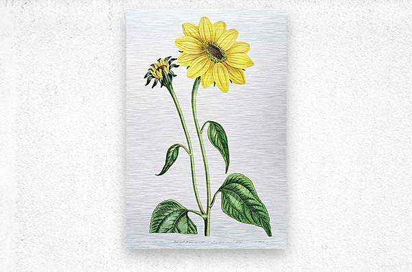 Trumpet stalked sunflower from Edwards Botanical Register 1829-1847  by Sydenham Edwards John Lindley and James Ridgway.  Metal print