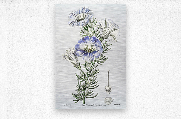 Sky blue alona from Edwards Botanical Register 1829-1847  by Sydenham Edwards John Lindley and James Ridgway.  Metal print