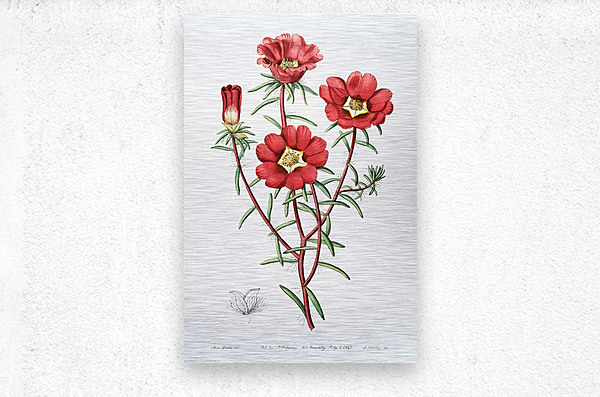 Portulaca splendens from Edwards Botanical Register 1829-1847  by Sydenham Edwards John Lindley and James Ridgway.  Metal print