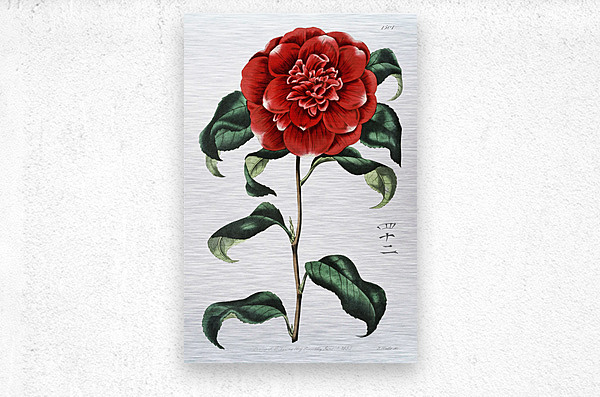 Mr. Reevess crimson camellia from Edwards Botanical Register 1829-1847  by Sydenham Edwards John Lindley and James Ridgway.  Metal print
