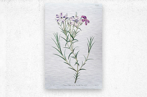 Shewy phlox from Edwards Botanical Register 1829-1847  by Sydenham Edwards John Lindley and James Ridgway.  Metal print