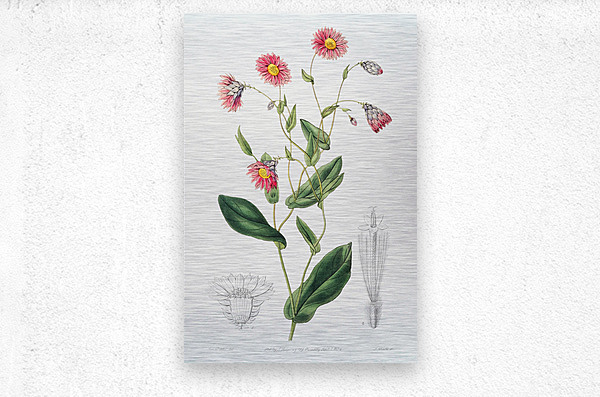 Captain Mangles rhodanthe from Edwards Botanical Register 1829-1847  by Sydenham Edwards John Lindley and James Ridgway.  Metal print