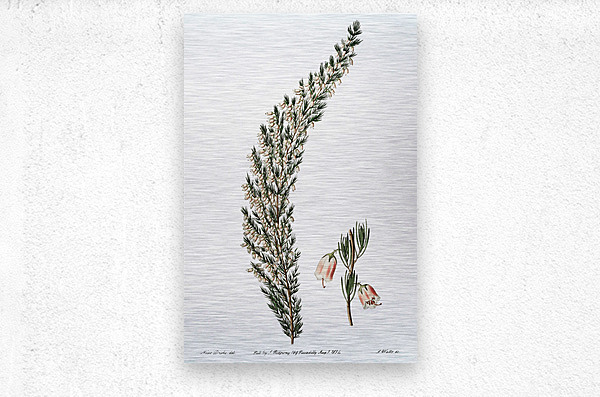 Bell-bearing heath from Edwards Botanical Register 1829-1847  by Sydenham Edwards John Lindley and James Ridgway.  Metal print