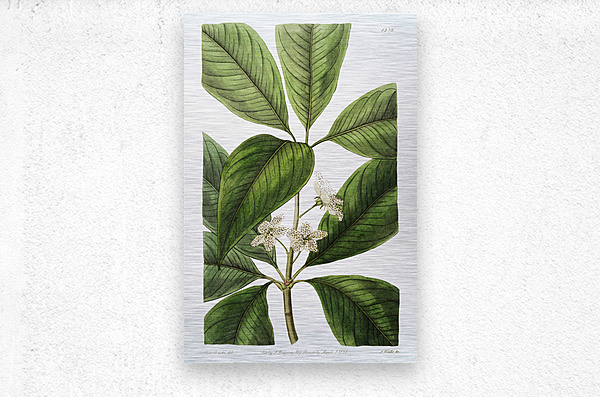 Large-leaved tristania from Edwards Botanical Register 1829-1847  by Sydenham Edwards John Lindley and James Ridgway.  Metal print