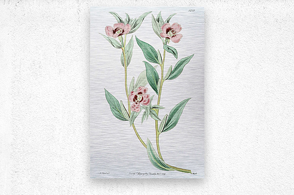 Long Branched Enothera from Edwards Botanical Register 1829-1847  by Sydenham Edwards John Lindley and James Ridgway.  Metal print