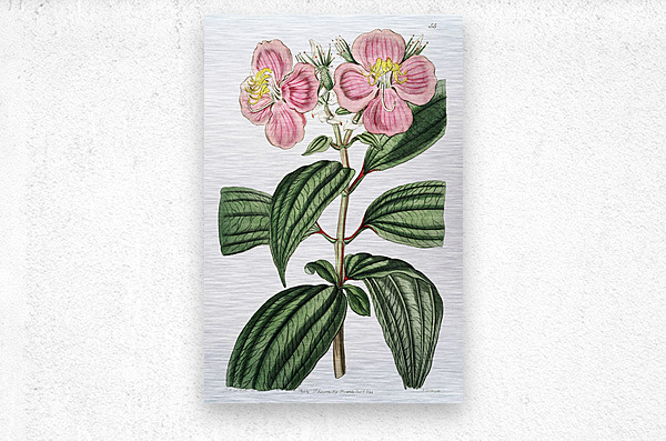 Starry osbeckia from Edwards Botanical Register 1829-1847  by Sydenham Edwards John Lindley and James Ridgway.  Metal print