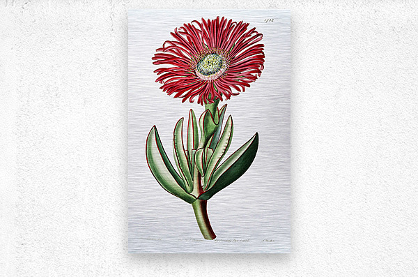 Red-Edged Fig Marigold from Edwards Botanical Register 1829-1847  by Sydenham Edwards John Lindley and James Ridgway.  Metal print