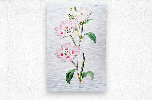The spotted blush enothera from Edwards Botanical Register 1829-1847  by Sydenham Edwards John Lindley and James Ridgway.  Metal print