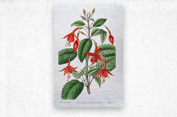 Standishs fuchsia from Edwards Botanical Register 1829-1847  by Sydenham Edwards John Lindley and James Ridgway.  Metal print