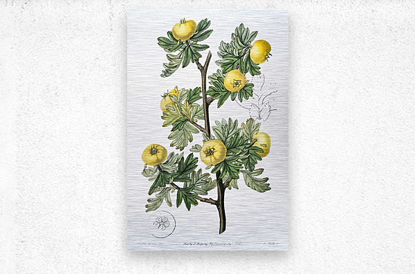Tansy-leaved hawthorn from Edwards Botanical Register 1829-1847  by Sydenham Edwards John Lindley and James Ridgway.  Metal print