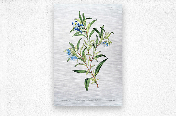 Narrow leaved sollya from Edwards Botanical Register 1829-1847  by Sydenham Edwards John Lindley and James Ridgway.  Metal print