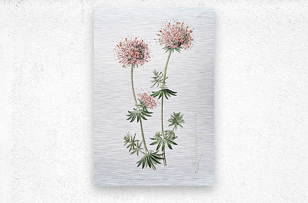 Long-styled crucianella from Edwards Botanical Register 1829-1847  by Sydenham Edwards John Lindley and James Ridgway.  Metal print