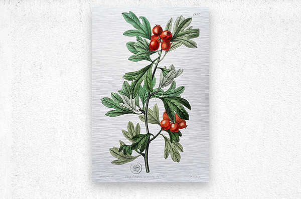 orocco hawthorn from Edwards Botanical Register 1829-1847  by Sydenham Edwards John Lindley and James Ridgway.  Metal print