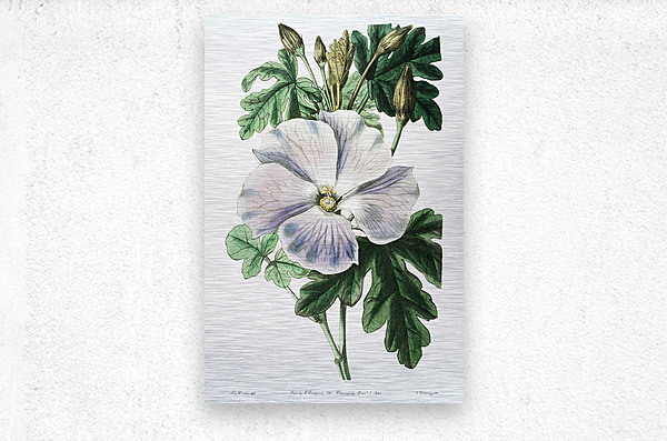 Mrs. Wrays hibiscus from Edwards Botanical Register 1829-1847  by Sydenham Edwards John Lindley and James Ridgway.  Metal print