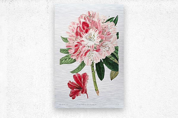 The lovely rhododendron from Edwards Botanical Register 1829-1847  by Sydenham Edwards John Lindley and James Ridgway.  Metal print