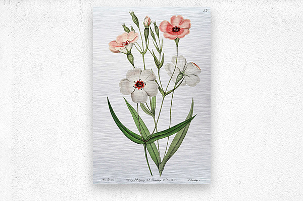 Dark-eyed viscaria from Edwards Botanical Register 1829-1847  by Sydenham Edwards John Lindley and James Ridgway.  Metal print