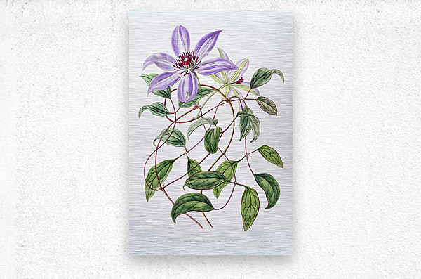 Violet clematis flower from Edwards Botanical Register 1829-1847  by Sydenham Edwards John Lindley and James Ridgway.  Metal print