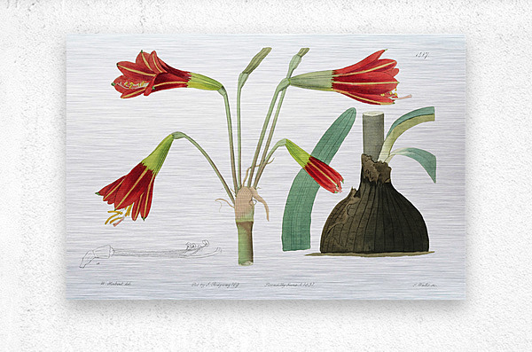 Habranthus phycelloides from Edwards Botanical Register 1829-1847  by Sydenham Edwards John Lindley and James Ridgway.  Metal print