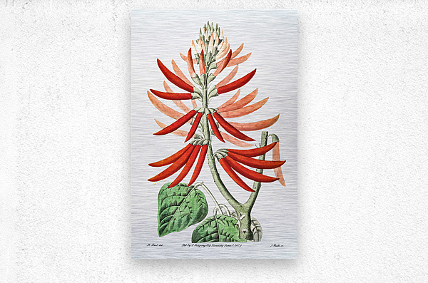 Naked-flowering Erythrina from Edwards Botanical Register 1829-1847  by Sydenham Edwards John Lindley and James Ridgway.  Metal print
