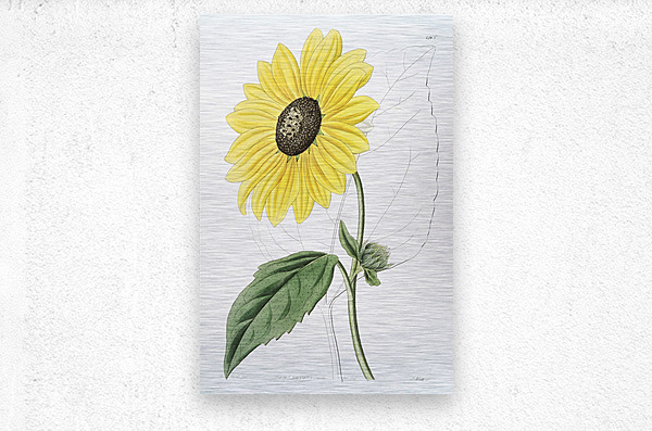 Californian Sunflower from Edwards Botanical Register 1829-1847  by Sydenham Edwards John Lindley and James Ridgway.  Metal print