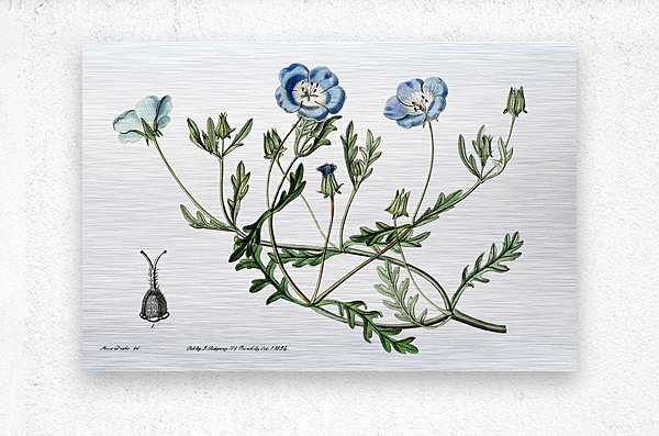 Shewy nemophila from Edwards Botanical Register 1829-1847  by Sydenham Edwards John Lindley and James Ridgway.  Metal print