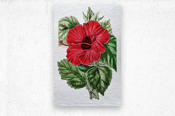 Single-flowered Chinese rose mallow from Edwards Botanical Register 1829-1847  by Sydenham Edwards John Lindley and James Ridgway.  Metal print