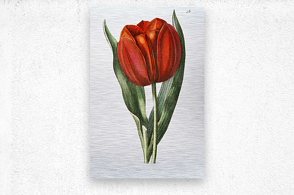 Gesners tulip from Edwards Botanical Register 1829-1847  by Sydenham Edwards John Lindley and James Ridgway.  Metal print