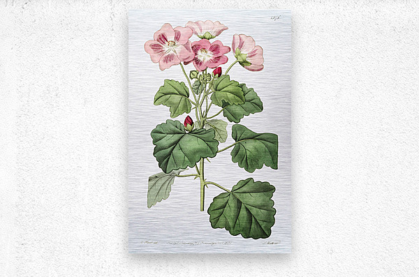 Rhomb leaved palavia from Edwards Botanical Register 1829-1847  by Sydenham Edwards John Lindley and James Ridgway.  Metal print