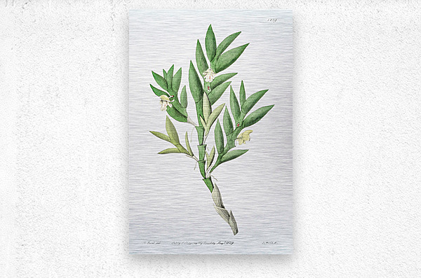 Two-edged dendrobium from Edwards Botanical Register 1829-1847  by Sydenham Edwards John Lindley and James Ridgway.  Metal print