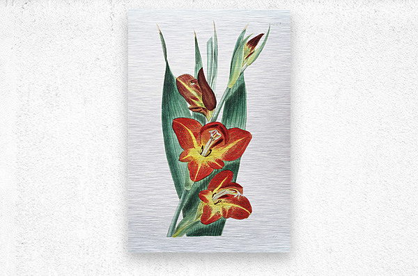 The parrot gladiole from Edwards Botanical Register 1829-1847  by Sydenham Edwards John Lindley and James Ridgway.  Metal print