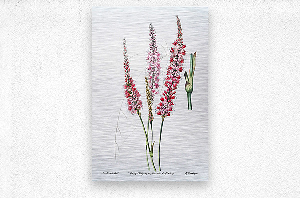 Stem-clasping polygonum from Edwards Botanical Register 1829-1847  by Sydenham Edwards John Lindley and James Ridgway.  Metal print
