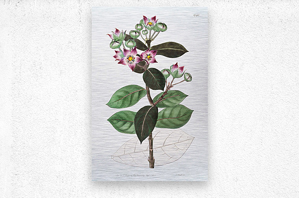 Tall calotropis from Edwards Botanical Register 1829-1847  by Sydenham Edwards John Lindley and James Ridgway.  Metal print