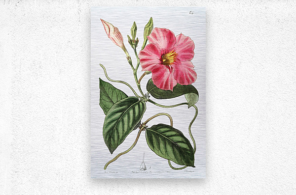 Knob-jointed dipladenia from Edwards Botanical Register 1829-1847  by Sydenham Edwards John Lindley and James Ridgway.  Metal print