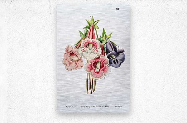 Gloxinia flower varieties from Edwards Botanical Register 1829-1847  by Sydenham Edwards John Lindley and James Ridgway.  Metal print