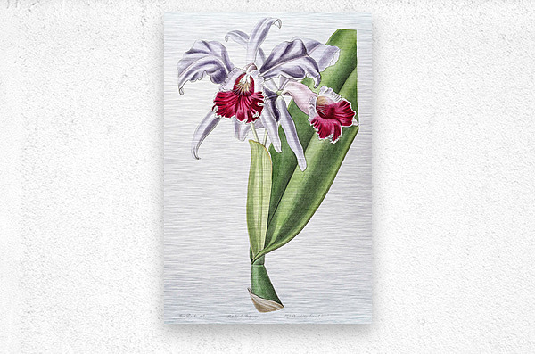Crimson-lipped cattleya from Edwards Botanical Register 1829-1847  by Sydenham Edwards John Lindley and James Ridgway.  Metal print