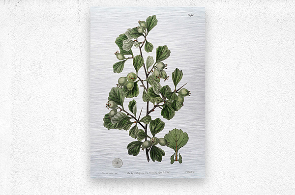 Spathula-leaved thorn from Edwards Botanical Register 1829-1847  by Sydenham Edwards John Lindley and James Ridgway.  Metal print