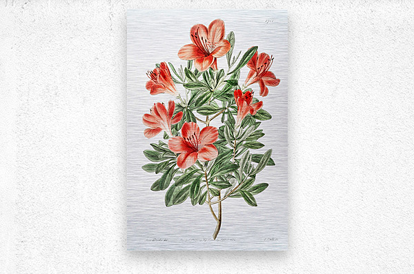The brick-red Chinese azalea from Edwards Botanical Register 1829-1847  by Sydenham Edwards John Lindley and James Ridgway.  Metal print
