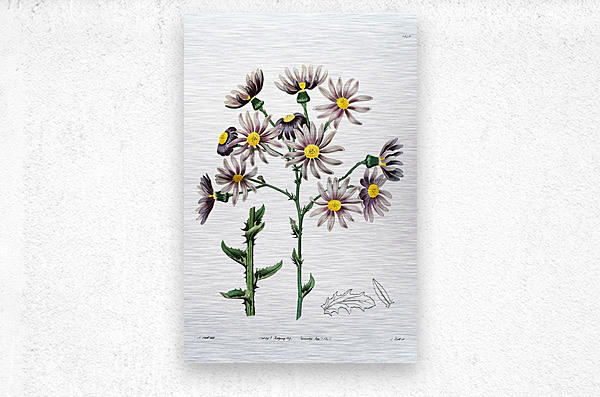 Lilac senecio from Edwards Botanical Register 1829-1847  by Sydenham Edwards John Lindley and James Ridgway.  Metal print