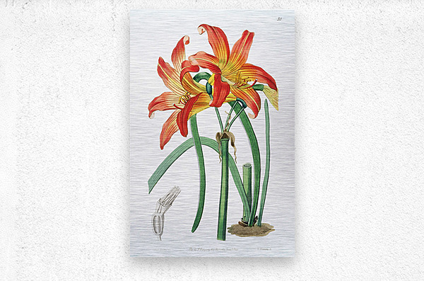 Meadow habranthus from Edwards Botanical Register 1829-1847  by Sydenham Edwards John Lindley and James Ridgway.  Metal print