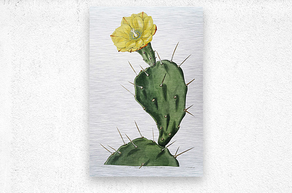 One spined opuntia from Edwards Botanical Register 1829-1847  by Sydenham Edwards John Lindley and James Ridgway.  Metal print