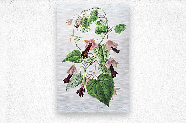 Twinning red-cloak from Edwards Botanical Register 1829-1847  by Sydenham Edwards John Lindley and James Ridgway.  Metal print