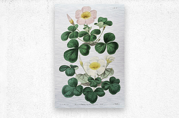 Variable oxalis from Edwards Botanical Register 1829-1847  by Sydenham Edwards John Lindley and James Ridgway.  Metal print