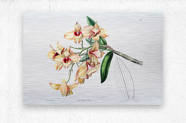 Copper-coloured Dendrobium from Edwards Botanical Register 1829-1847  by Sydenham Edwards John Lindley and James Ridgway.  Metal print