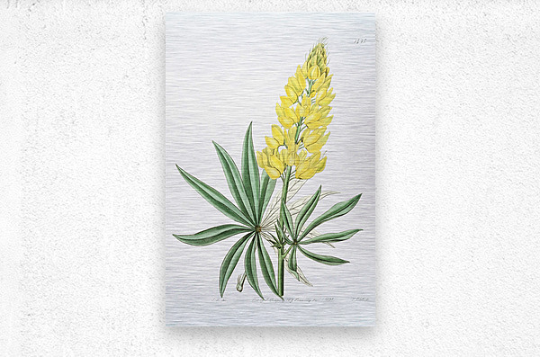 Yellow perennial lupine from Edwards Botanical Register 1829-1847  by Sydenham Edwards John Lindley and James Ridgway.  Metal print
