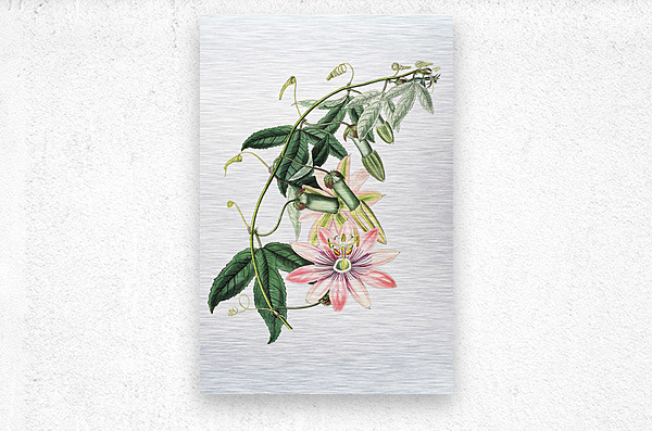 Mrs.Marryats tacsonia from Edwards Botanical Register 1829-1847  by Sydenham Edwards John Lindley and James Ridgway.  Metal print