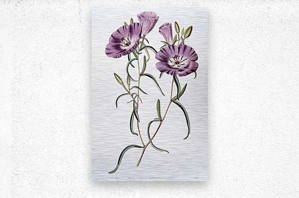 Large Purple Chilian Evening Primrose from Edwards Botanical Register 1829-1847  by Sydenham Edwards John Lindley and James Ridgway.  Metal print