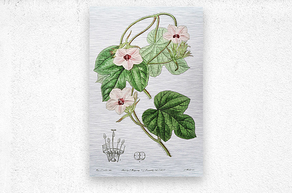 Mr.Aitons ipomoea from Edwards Botanical Register 1829-1847  by Sydenham Edwards John Lindley and James Ridgway.  Metal print