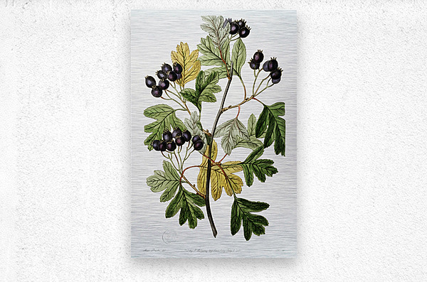 Broad-leaved thorn from Edwards Botanical Register 1829-1847  by Sydenham Edwards John Lindley and James Ridgway.  Metal print