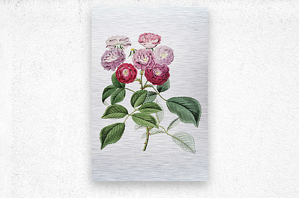 The seven sisters rose from Edwards Botanical Register 1829-1847  by Sydenham Edwards John Lindley and James Ridgway.  Metal print