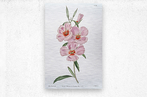 Ruddy godetia from Edwards Botanical Register 1829-1847  by Sydenham Edwards John Lindley and James Ridgway.  Metal print